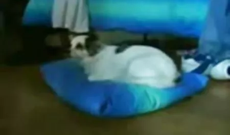 과 함께 사용하도 매력적인 집에서 만든 포르노 포르노 동영상 무료 기가르 레즈비언 커플